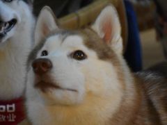 -Husky Go! 哈士奇体验馆·宠物咖啡厅狗咖