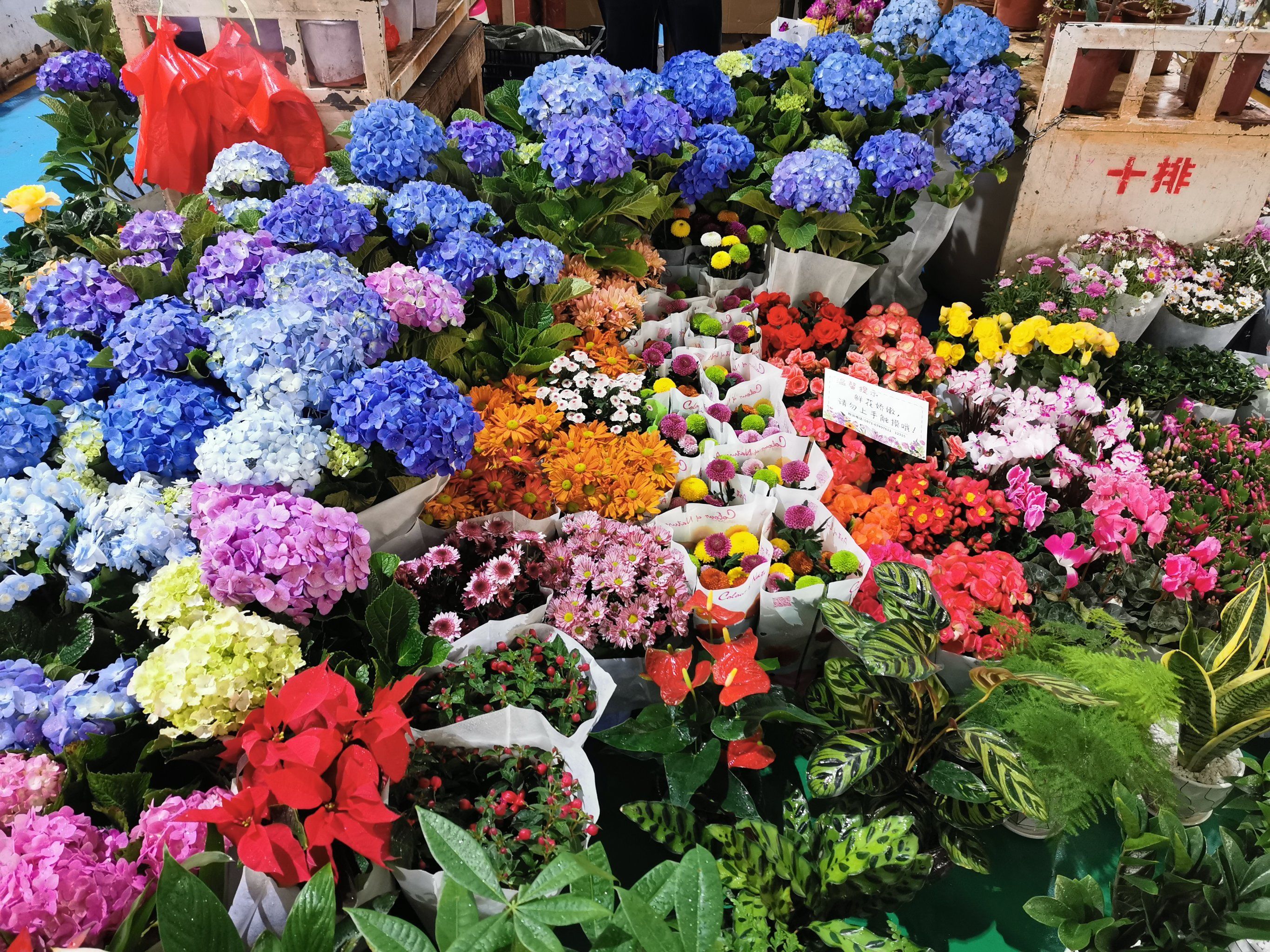 昆明斗南花市