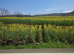 -桑洲油菜花景区