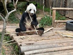 -深圳野生动物园