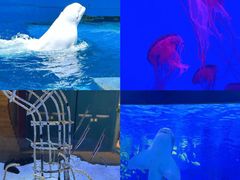 -海合安天津极地海洋公园