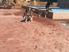 -趣玩宠物乐园寄养训犬训狗游泳池