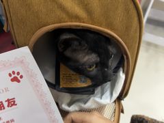 -御宝贝24h宠物医院·转诊中心·CT核磁血透中心(厦门总院)