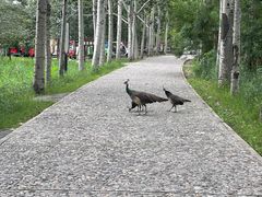 -北京麋鹿生态实验中心