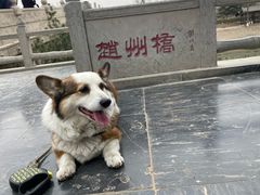 -赵州桥景区