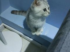 -喵的天空名猫咖啡馆·撸猫·猫舍·用品