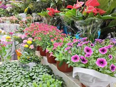 -循礼门鲜花花市(武汉循礼门店)