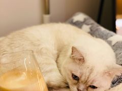 -猫腻·猫咖·撸猫馆(星光大道店)