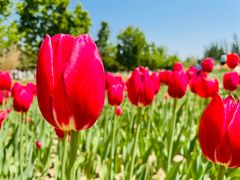 -北京国际鲜花港