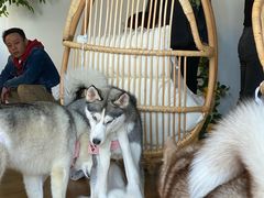 -Husky Go! 哈士奇体验馆·宠物咖啡厅狗咖