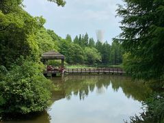 -上海滨江森林公园