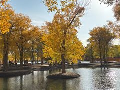-金塔沙漠胡杨林景区