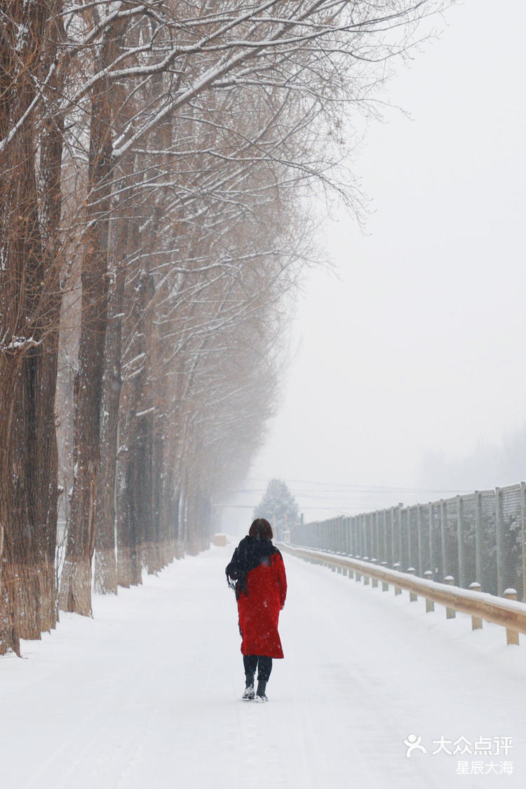 美女看下雪背影图片图片