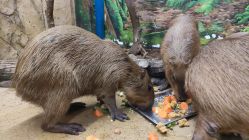 -Zoolung Zoolung动物主题公园(海信广场店)