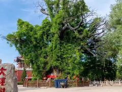 -大槐树寻根祭祖园