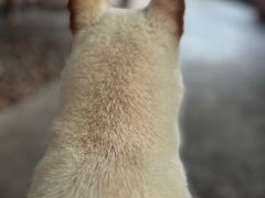 -柴犬高等学院·狗咖·柴犬售卖·宠物训练