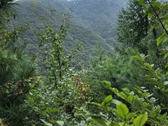 -小陇山国家森林公园桃花沟景区