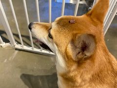 -PETKIT 小佩宠物·低压洗护·美容·寄养(安远店)