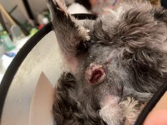 -美联众合动物医院(·中兽医·疑难杂症·严家桥分院)