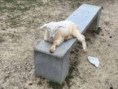 -上方山森林动物世界