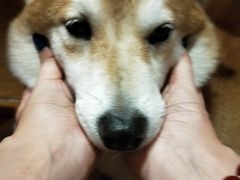 -柴务处·柴犬主题狗咖