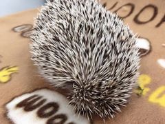 -萌兽医馆·眼科·异宠专科(三里屯店)