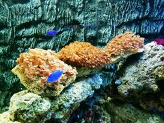 -北戴河圣蓝海洋公园