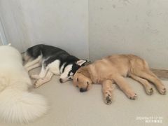-共舞时光猫咖·狗咖(新街口店)