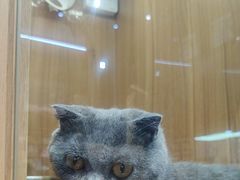 -汤姆宠物(长青北路店)