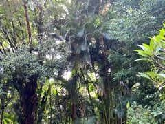 -中国科学院西双版纳热带植物园
