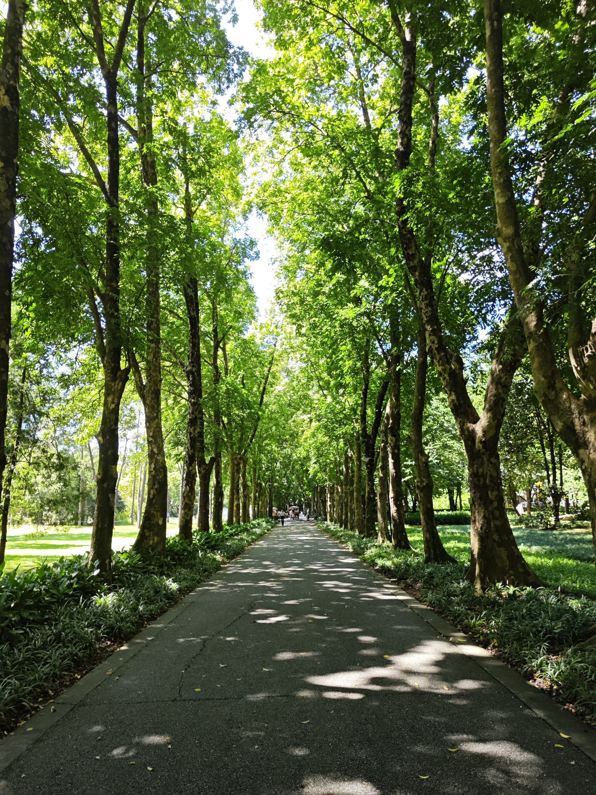 散步在这条林荫小道上