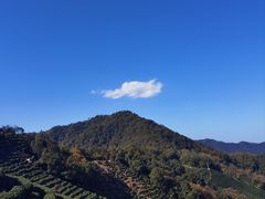 -阿巧茶庄