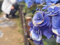 -荷兰花海
