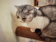 -共舞时光猫咖·狗咖(新街口店)