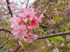-天适樱花悠乐园