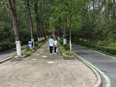 -合肥滨湖国家森林公园