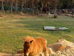 -合肥野生动物园