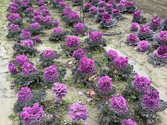 -中国天府农业博览园