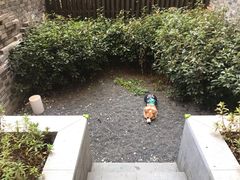 -上海崇明金茂凯悦酒店