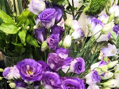 -植物学家的女儿(北马道巷店)