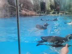 -帝企鹅自助餐厅•儿童岛•真企鹅(长隆企鹅酒店)