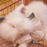 南宁有趣小店·喵庄园