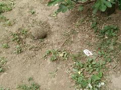 -老王豆皮