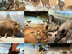 -陕西自然博物馆