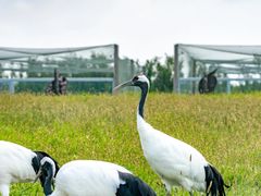-盐城丹顶鹤湿地生态旅游区