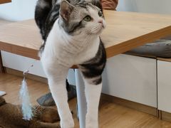 -有喵·猫咖·狗咖·30几只猫10只小狗(岗厦店)