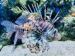 -大连老虎滩海洋公园