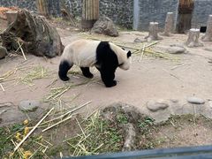 -都江堰中华大熊猫苑