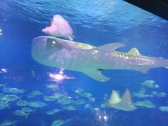 景点-烟台海昌鲸鲨海洋公园