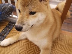 -豆柴町-柴犬主题狗咖(红鼎国际C座店)